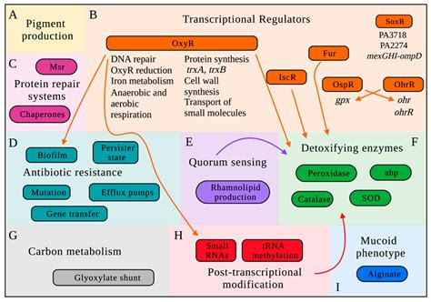 Oxidative Stress Response in Pseudomonas aeruginosa .